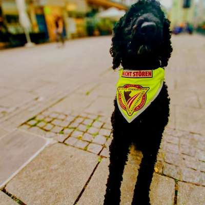 Zeigt her eure Pudel-Beitrag-Bild