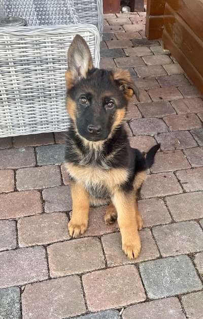 Alles rund um den Schäferhund, diskutieren erwünscht.-Beitrag-Bild