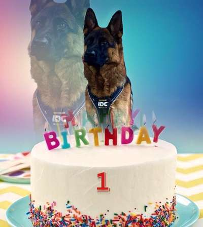 Schäferhund-Fans?-Beitrag-Bild