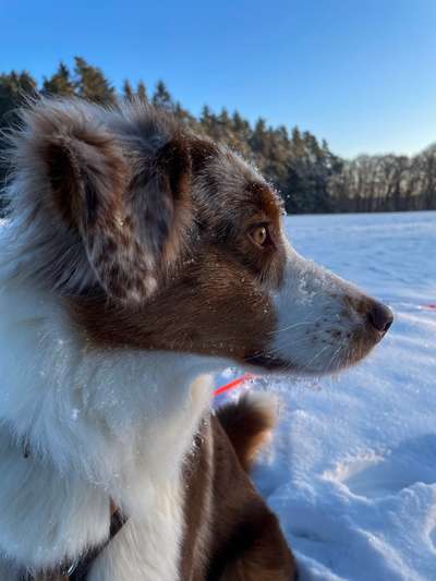 Dogorama Photo Challenge - Portrait-Beitrag-Bild