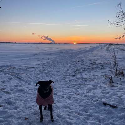Hundetreffen-Spazierfreunde gesucht – entspannte Hunderunden im Raum Leipzig🐶🐾-Bild