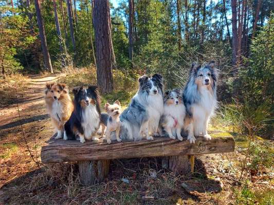 Shelties-Beitrag-Bild