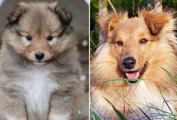 Welpenfotos-Beitrag-Bild