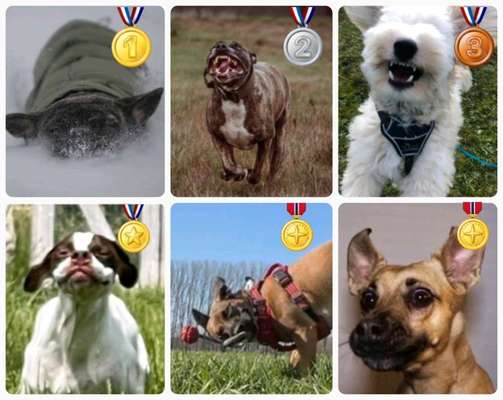 Dogorama Photo Challenge - Fail/Outtakes-Beitrag-Bild