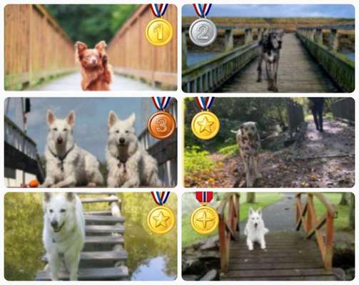 19. Collagen Challenge - Brücken-Beitrag-Bild