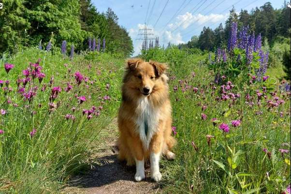 Fotochallange 63: "Dein blühendes Hündchen"-Beitrag-Bild