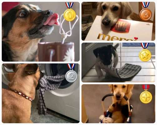 Dogorama Photo Challenge - Hündische Haushaltshilfe-Beitrag-Bild