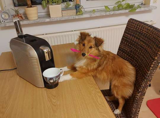 Fotochallenge 28 -Hunde im Homeoffice-Beitrag-Bild