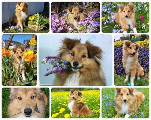 27. Collagen Challenge - Dein Hund mit Blume(n)-Beitrag-Bild