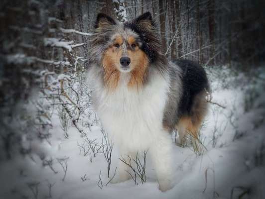 Collies gesucht-Beitrag-Bild