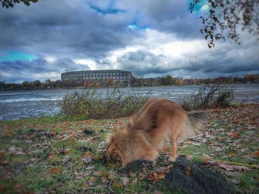 Dogorama Photo Challenge - Buddeln-Beitrag-Bild