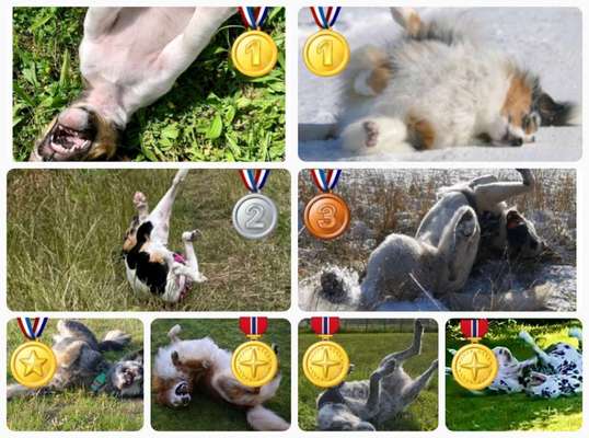 Dogorama Photo Challenge - Wälzen-Beitrag-Bild