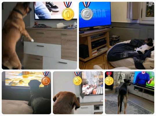 Dogorama Photo Challenge - Wir schauen fern (TV)-Beitrag-Bild