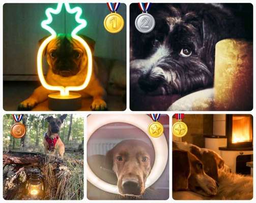 Dogorama Photo Challenge - Licht-Beitrag-Bild