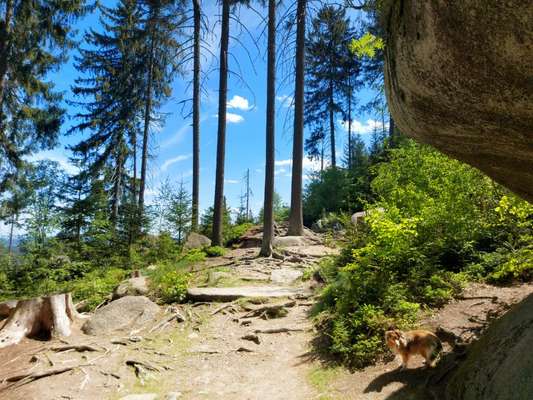 Hundeauslaufgebiet-Felsenlabyrinth Luisenburg-Bild