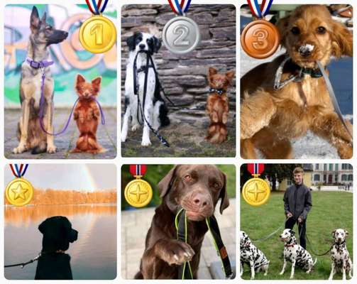 Dogorama Photo Challenge - an der Leine-Beitrag-Bild