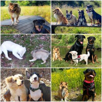 Dogorama Bekanntschaften/Freundschaften-Beitrag-Bild