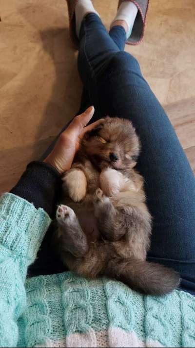 Fotochallenge 32 - Mein Schoßhündchen-Beitrag-Bild