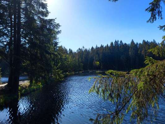 Hundeauslaufgebiet-Fichtelsee-Bild