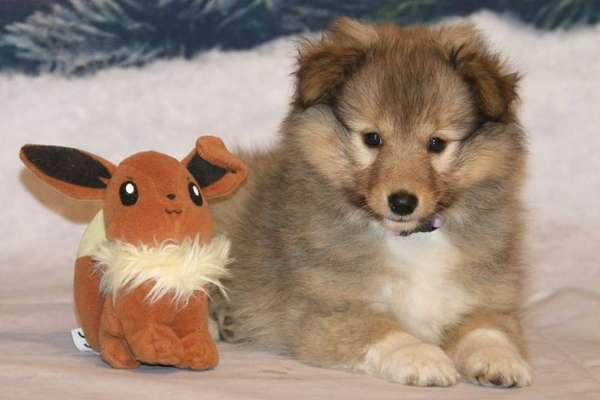 Shelties-Beitrag-Bild