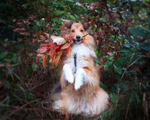 Herbst Bilder-Beitrag-Bild