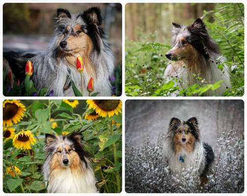 55.Fotocollagen  Challenge  4 Jahreszeiten-Beitrag-Bild