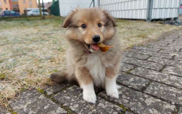 Die Dogorama Kalender Challenge Teil 1/4-Beitrag-Bild