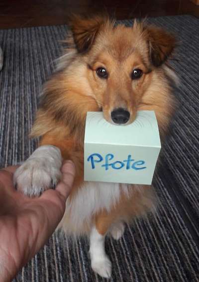 Dogorama Blog Challenge: Hundetricks-Beitrag-Bild