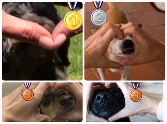 Trick Challenge Nr. 19 - Herzenshund-Beitrag-Bild