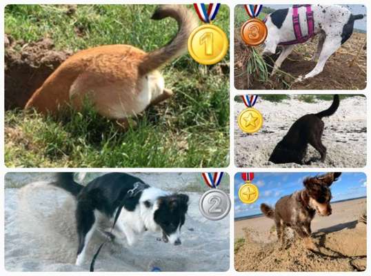 Dogorama Photo Challenge - Buddeln-Beitrag-Bild