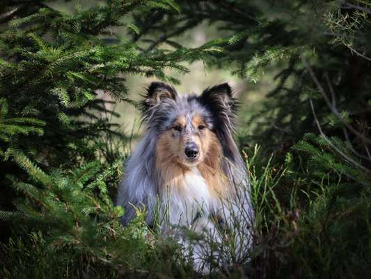 Farben Fotochallenge Thema ,,Grün"-Beitrag-Bild