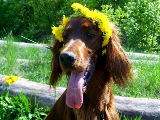 Challenge 23 : "  Euer Hund beim Frühlingserwachen "-Beitrag-Bild