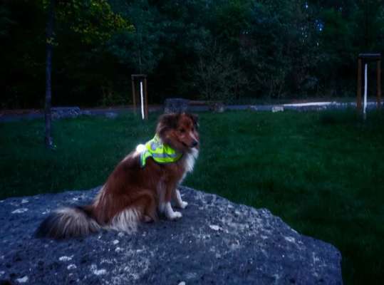 FOTOCHALLENGE 109: Leuchtwürmer Sicherheit im Straßenverkehr und mehr...-Beitrag-Bild