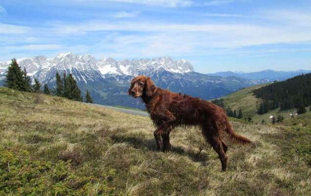 Die Dogorama Wochen Challenge: “Dein Hund im Urlaub”-Beitrag-Bild