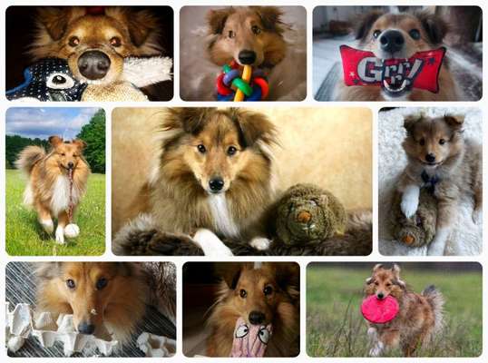 15. Collagenchallenge 
Dein Hund und sein Lieblingsspieli-Beitrag-Bild