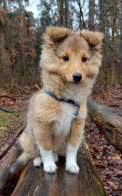 Shelties-Beitrag-Bild