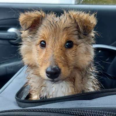 CHALLENGE NR. 19 - Der Hundeblick-Beitrag-Bild