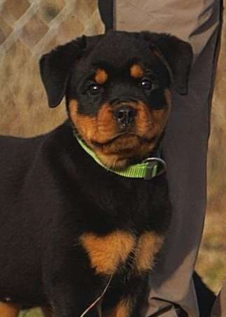 2 Hunde halten - weiß jemand Rat?-Beitrag-Bild