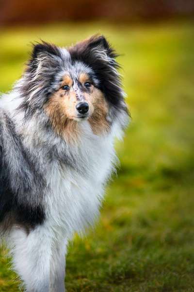 Collies gesucht-Beitrag-Bild