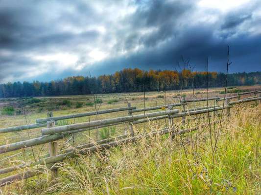 Hundeauslaufgebiet-Wildpferde Gehege-Bild