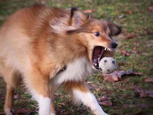 lustige Hunde Fotos-Beitrag-Bild