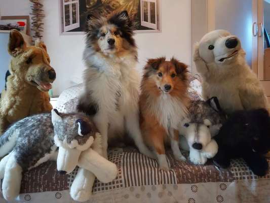 Foto Challenge 103    Hundefreundschaften-Beitrag-Bild