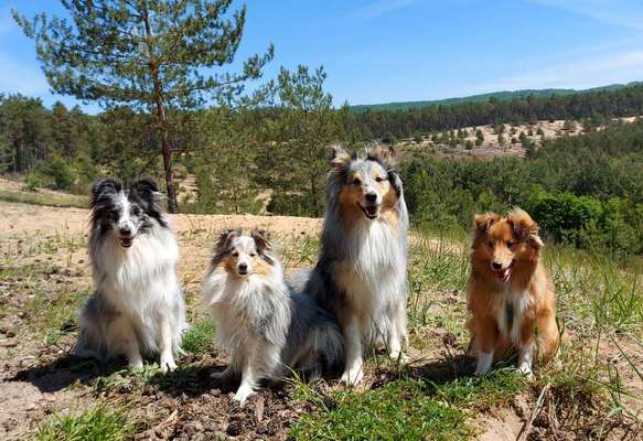 Shelties-Beitrag-Bild