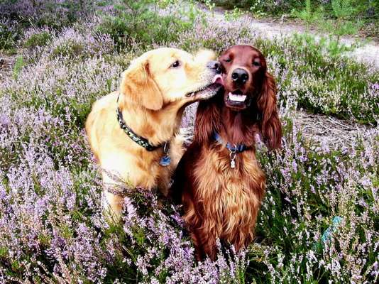 Ein Bild der großen Liebe eures Hundes-Beitrag-Bild