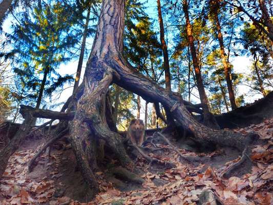 Dogorama Photo Challenge- Wurzeln-Beitrag-Bild