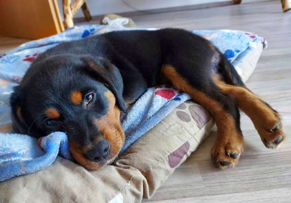 Mischlinge raten - Rätselspaß-Beitrag-Bild