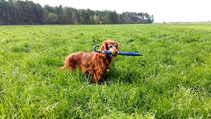 Irish Setter-Beitrag-Bild