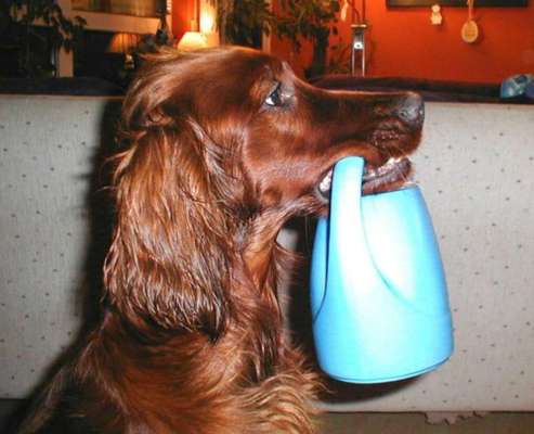 Fotosammlung: ,,Der natürliche Hund" Unbearbeitet, ungestellt und in Natura-Beitrag-Bild