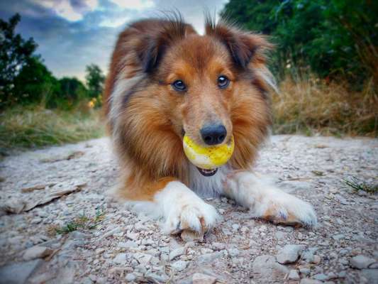 Fotochallenge Nr.89 - Charakter und Wesen-Beitrag-Bild