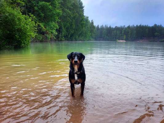 Arbeit und Hund-Beitrag-Bild